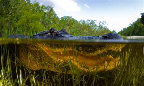  The Everglades - una storia di alligatori giganti e avventure sotto il sole della Florida!